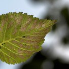 La Hoja